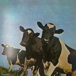 AtomHeartMotherPinkFloydUsedVinylLPRecordNMJapanesePressing_image0_1716554007016.jpg