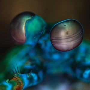 Amasia: Anamibia Sessions 2 - Gibbs, Melvin - LP - Brand New Vinyl (Arrives in 20days)