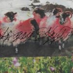 Kassie Kru - Kassie Krut - LP - Brand New Vinyl (Arrives in 20days)