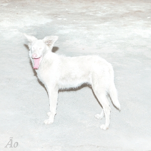 Malandra - Ao - LP - Brand New Vinyl (Arrives in 21 days)