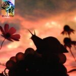 Bugland - No Joy - LP - Brand New Vinyl (Arrives in 20days)