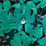 Wetland Interiors - Early Fern - LP - Brand New Vinyl (Arrives in 21 days)