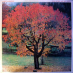 Albert Hammond - Your World And My World Vinyl LP Record (Arrives in 21 days)