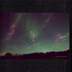 Skogens Frukter - Daniel Norgren - LP - Brand New Vinyl (Arrives in 20days)