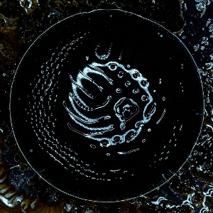 Stonus - Stonus - LP - Brand New Vinyl (Arrives in 20days)