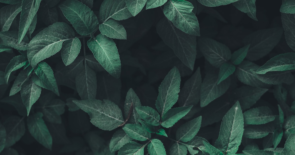 Best Jazz Vinyl Records for Indian Collectors